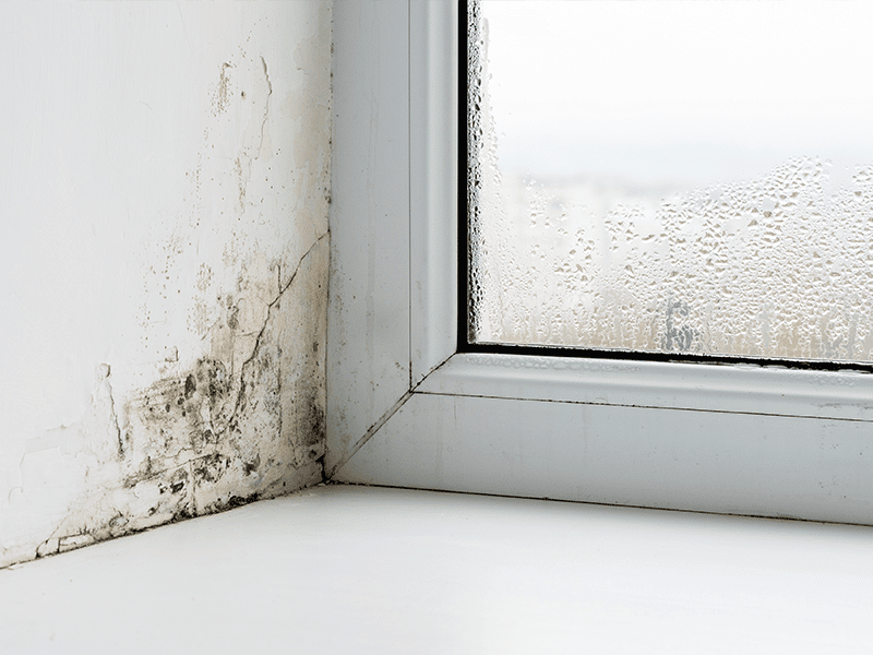 Mold Spores On Window Sill